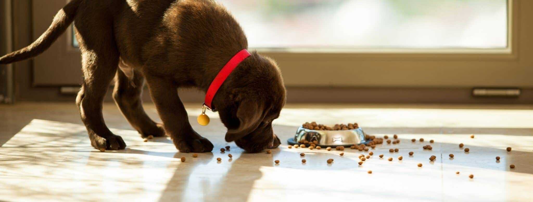 un chien qui mange différent types de croquettes