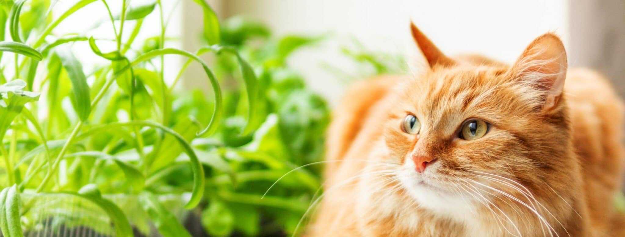 comment fonctionne le système digestif du chat