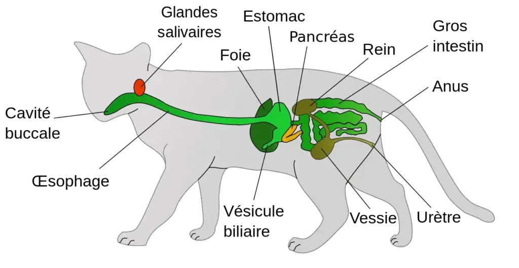 schema systeme digestif chat