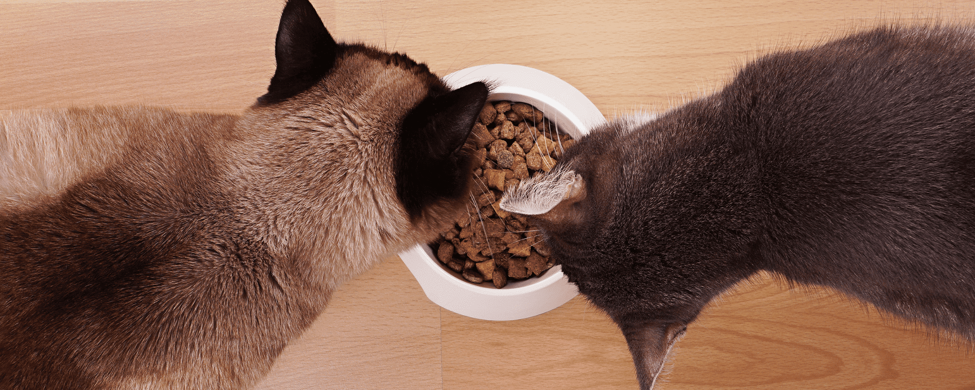 Croquettes pour chat : Combien de croquettes par jour ?