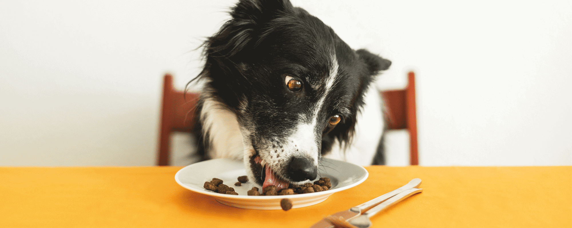 Lire la suite à propos de l’article Combien de croquettes par jour pour un chien ?