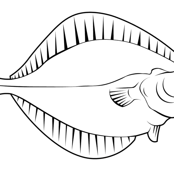 european plaice pleuronectes platessa coloring page european plaice pleuronectes platessa coloring page