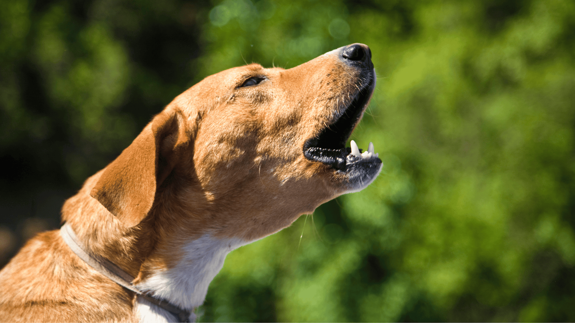 chien qui aboie sans un collier Anti-Aboiement