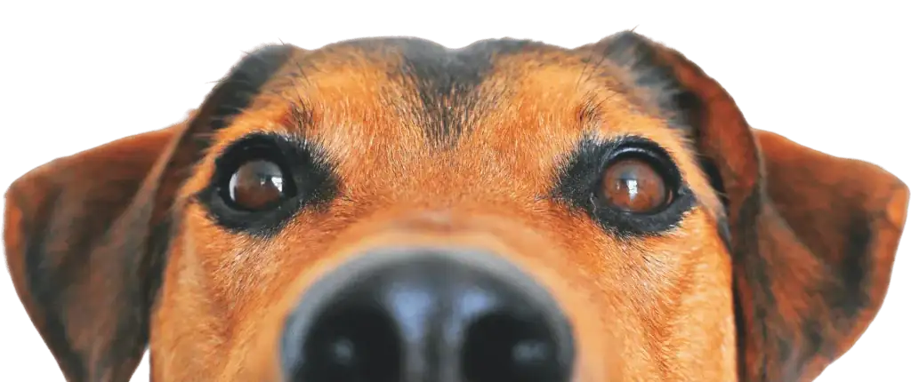 croquettes qualite gros volume