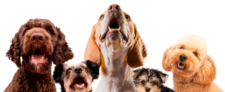 plusieurs râces de chiens différentes