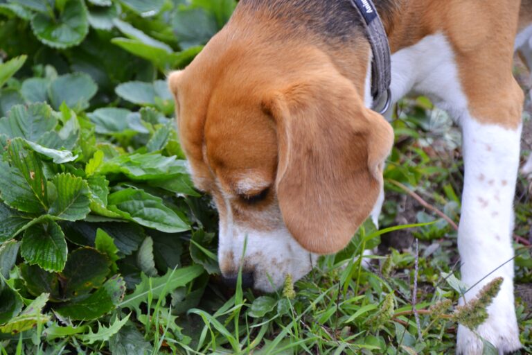 Un chien qui mange de l'herbe