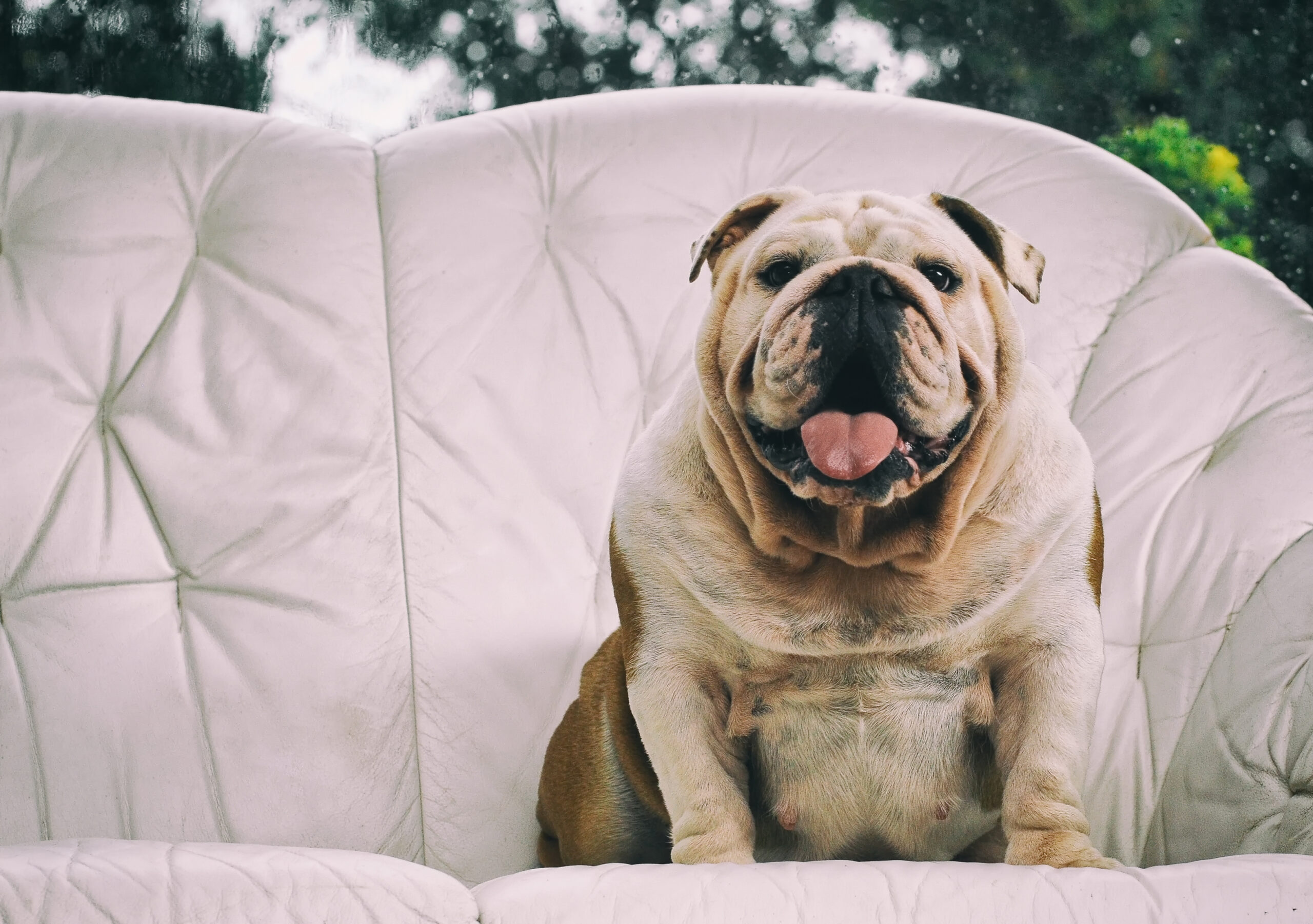 Un-gros-chien-stérilisé