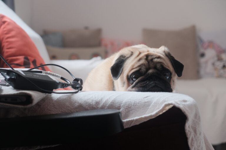 Comment soigner un trouble digestif chez un chien ? - cute little pug resting its head white towel sofa Un chien qui a des troubles digestifs