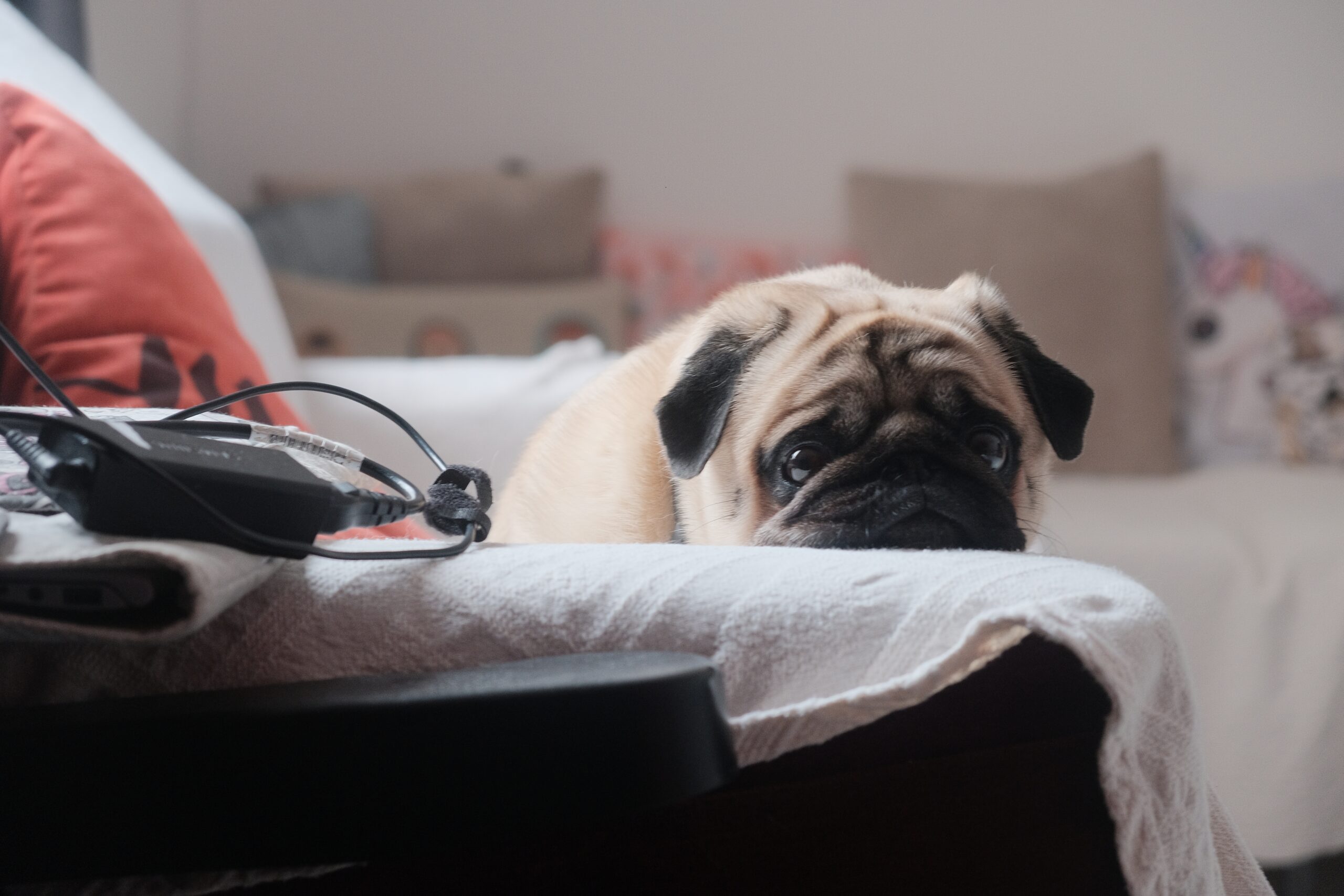 Comment soigner un trouble digestif chez un chien ? - cute little pug resting its head white towel sofa scaled Un chien qui a des troubles digestifs
