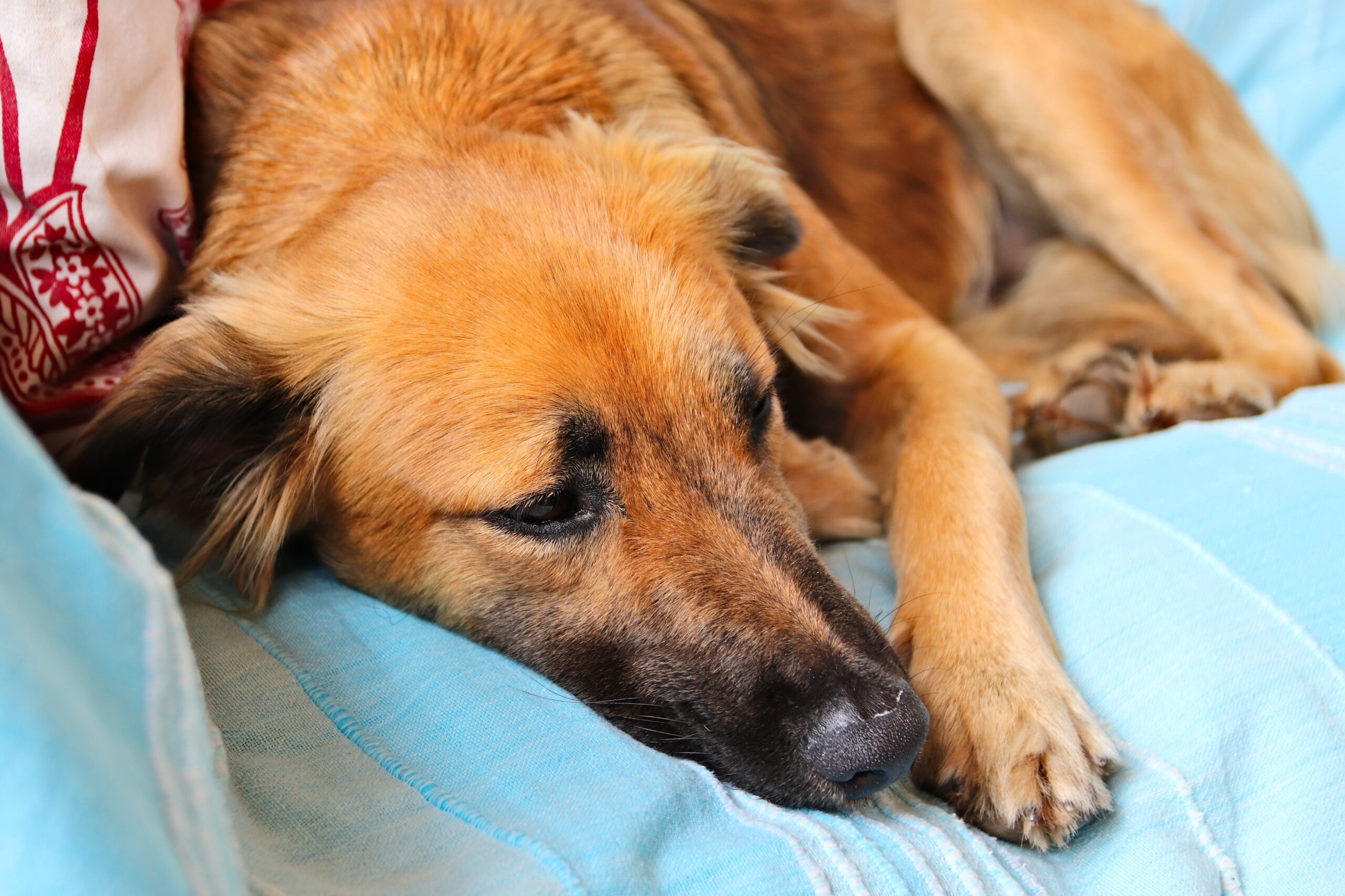 Un chien avec un problème de digestion