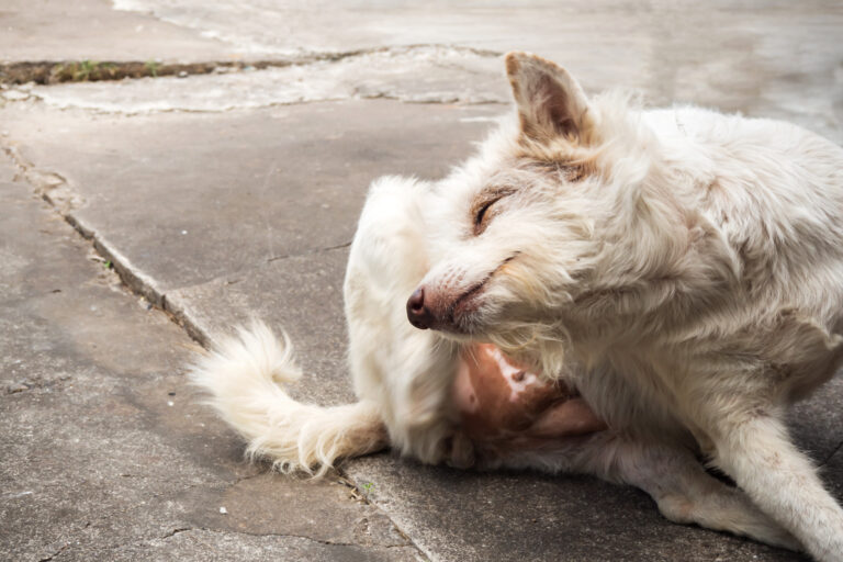 Pourquoi mon chien se gratte-t-il tout le temps ? - thai mongrel dog scratching head Un chien qui se gratte la tête