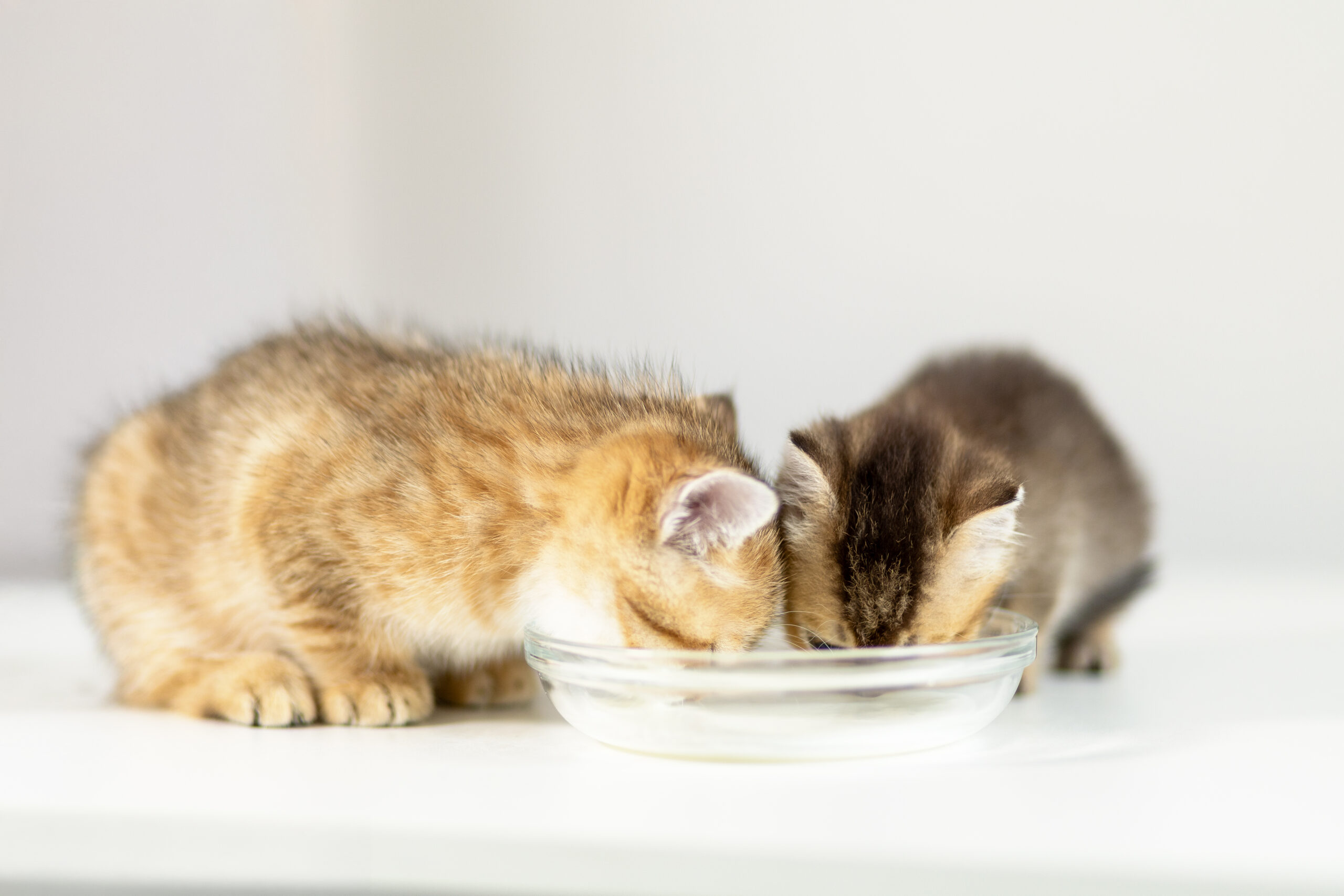 Deux chatons qui mangent